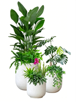 余姚绿植租赁方案设计怎么学好？零基础入门指南